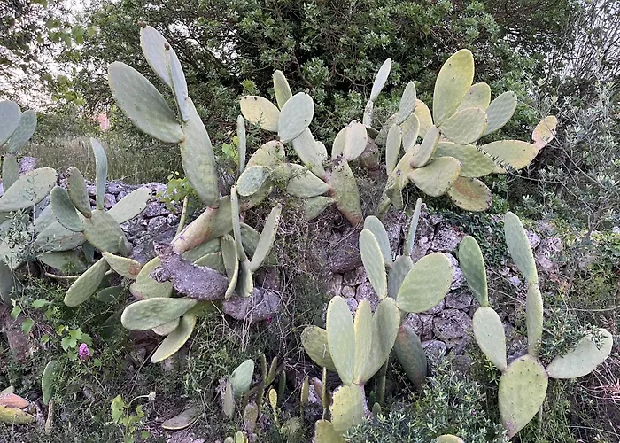 Giulia * سيغلي ميسابيكا