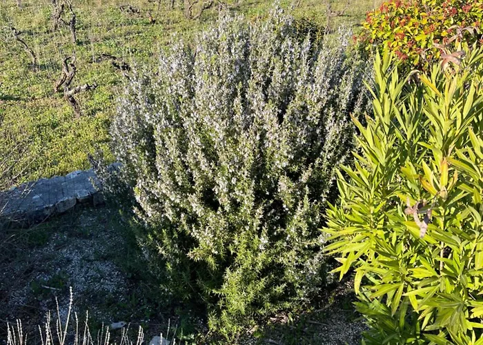 Giulia فيلة سيغلي ميسابيكا